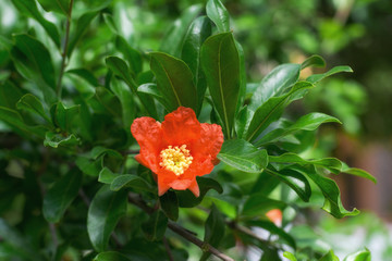 Blooming pomegranate tree