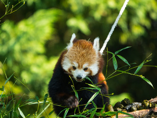 Obraz premium Panda Roux