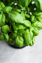 Fresh green basil herb