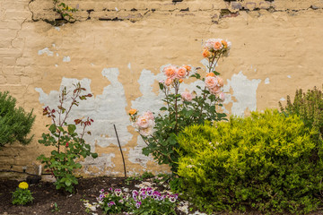 Roses against a brick wall in Tasmania, Australia