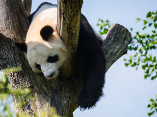 Obraz premium Panda Géant