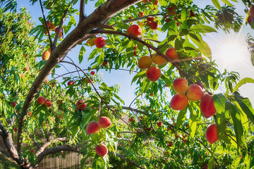 Upward view of peach fruits ripening on tree in the garden. Sun rays peeking through the leaves.