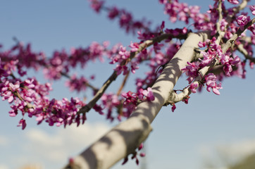 A close up of the soft white bark and the pink beautiful flowers growing on the tree in the springtime sun. 