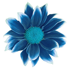 Dark blue cyan flower isolated on white background. Close-up. Element of design.