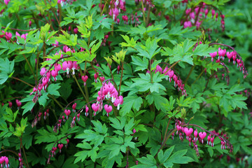 Bleeding Heart (Dicentra).