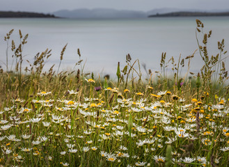 Daisies and wild grasses on a cliff overlooking the sea in Tasmania, Australia.