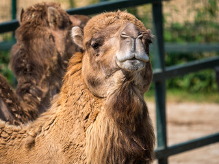 Obraz premium Dromadaire