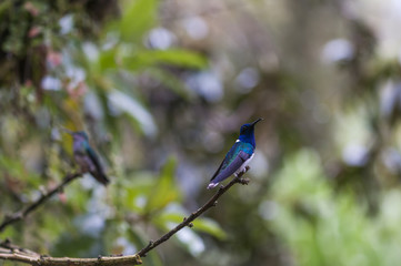 Blue Hummingbird (Trochilidae) sitting on a branch / Blue Hummingbird (Trochilidae) sits on a branch, cloud forest, Ecuador.