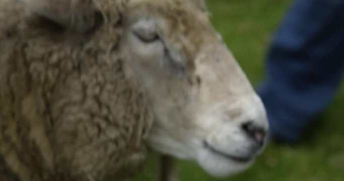 Close up of old lady's hand feeding sheep from bucket
