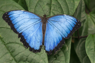Butterfly, Morpho granadensis, lepidoptera / Blue Morpho, Morpho granadensis sitting on a leaf.