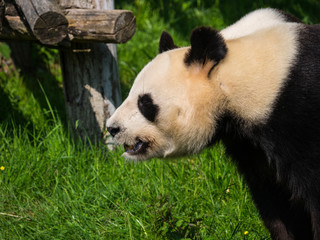 Panda Géant