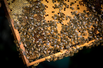 Honigbienen auf Honigwaben im Holzrahmen