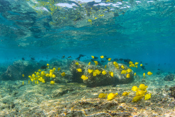 Fototapeta na wymiar Yellow and Black Fish