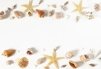 pattern of sea shells and stars on white background. flat lay, top view.copy space