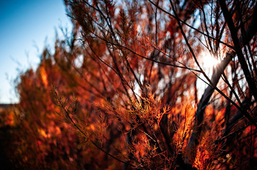 tree branch at sunset