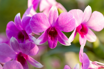 Fototapeta na wymiar Orchid in Natural background