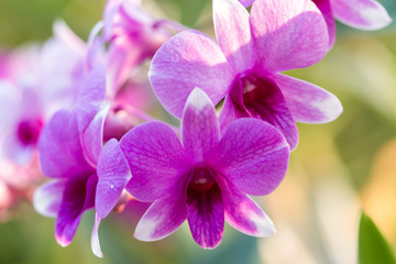 Naklejka na ściany i meble Orchid in Natural background
