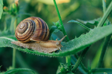 The snail crawls along the sheet