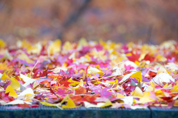 Fototapeta na wymiar A colorful autumn leaf on the floor