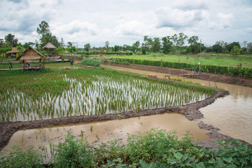 Rice fields and wooden huts amidst nature and sky.