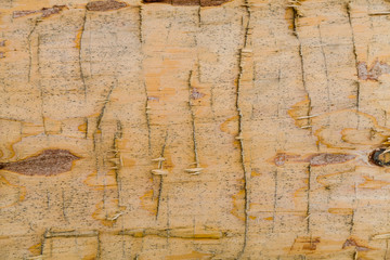 Fresh cut wood balls. Close-up on the texture.