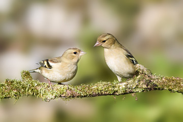 two greenfinches perched on a tree