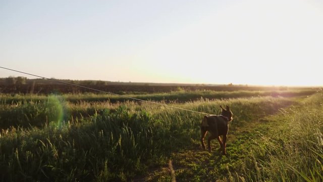 Playful dwarf pinscher on a leash runs along the reen grass towards the setting sun in the countryside. Slow motion steadicam shot