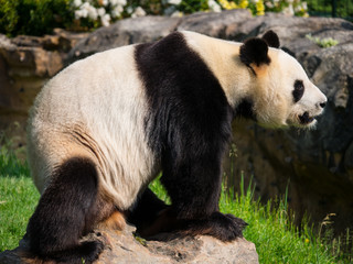 Fototapeta premium Panda Géant