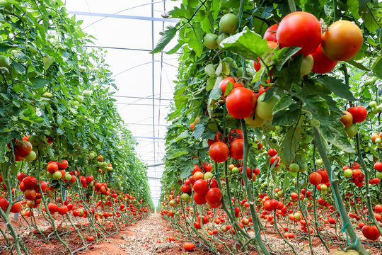 Tomatoes field greenhouse