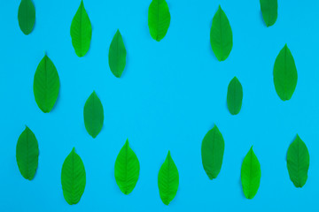 Flat lay pattern with fresh green leaves