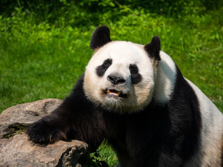 Obraz premium Panda Géant