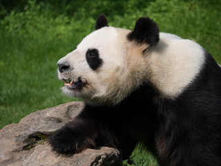 Obraz na płótnie Canvas Panda Géant