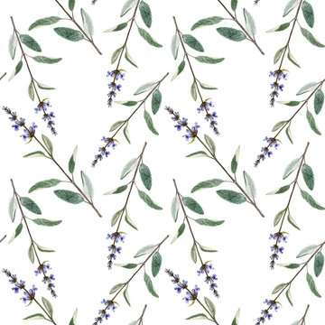 Seamless pattern with plants of salvia