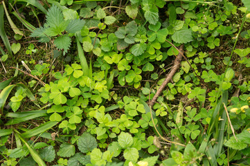 forest ground with some leaves, twigs and berries. Forest soil texture background