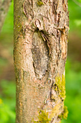 pine tree bark damage by frost in winter