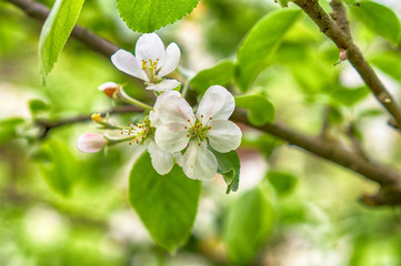 Fototapeta premium Blooming apple tree in spring time.