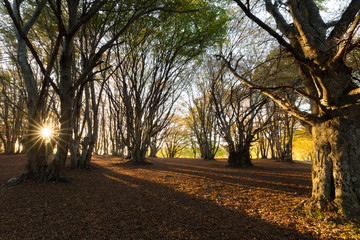 Trees in a wood at sunset with low sun filtering through and lon