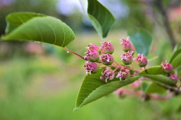 созревание ягод ирги
