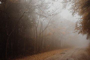 Beautiful view of a road in the middle of fog with trees at the sides and leaves on the ground