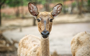 Naklejka na ściany i meble Deer looking directly at the camera : Closeup