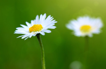 White daisies closeup.