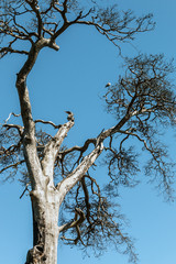 old dry tree on background of blue sky