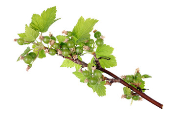 A twig of the spring April blossom garden black  currant bush with unripe green berries
