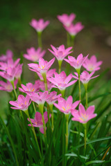 purple rain lily flower