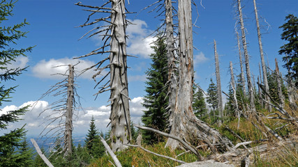 Air pollution. Dead trees. Co2 and So2 emission.