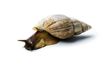 Giant african snail isolated on white background
