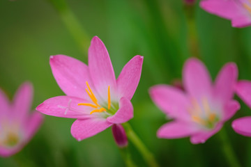 purple rain lily flower