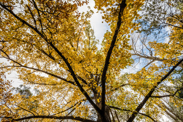 Obraz premium Autumn colour in Tasmania, Australia