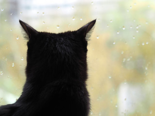 Black cat watching the raindrops on the glass