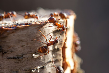 Ants on a tree stump in sunny weather